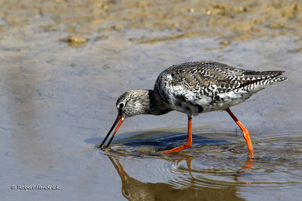 Spotted Redshank