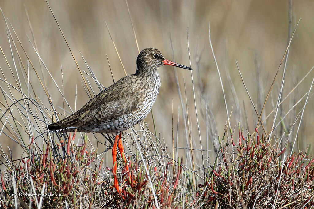 Common Redshank