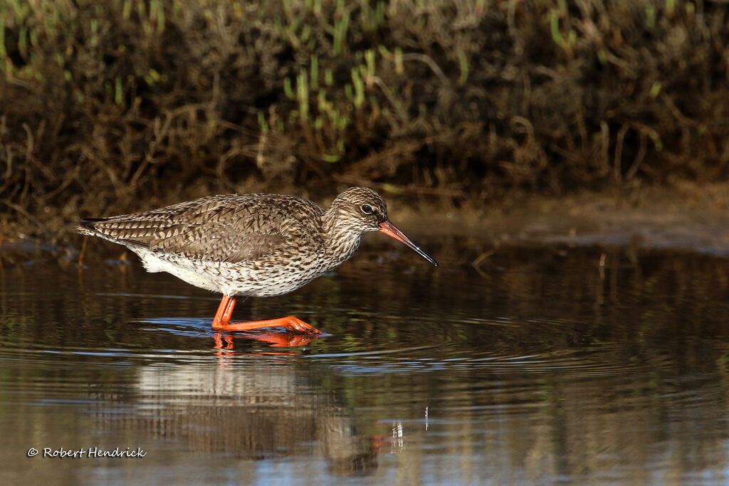 Common Redshank