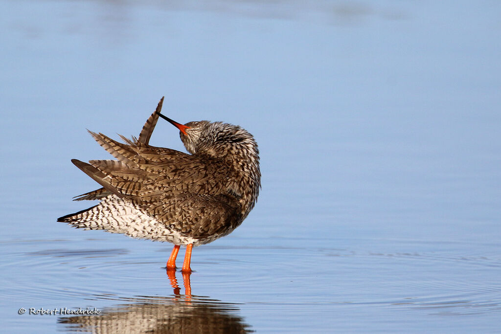 Common Redshank