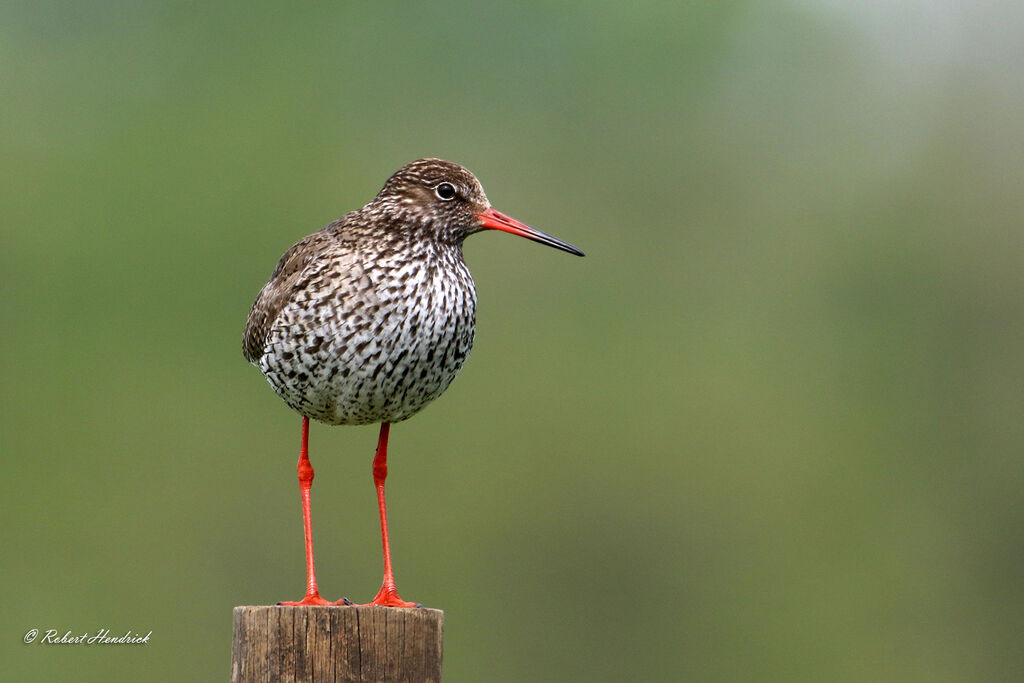 Common Redshank