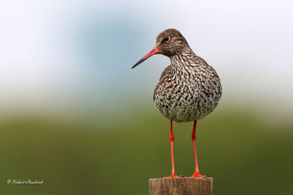 Common Redshank