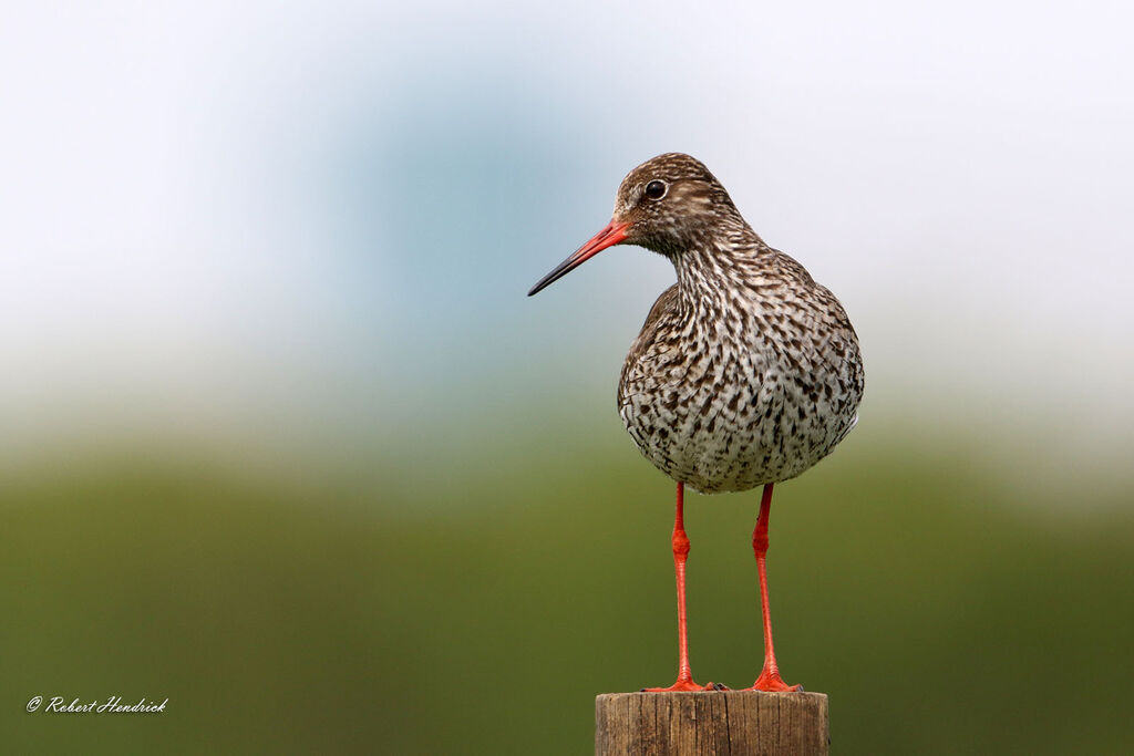 Common Redshank