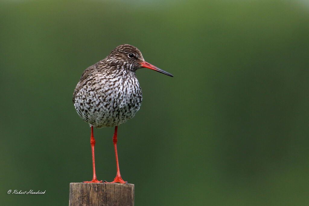 Common Redshank