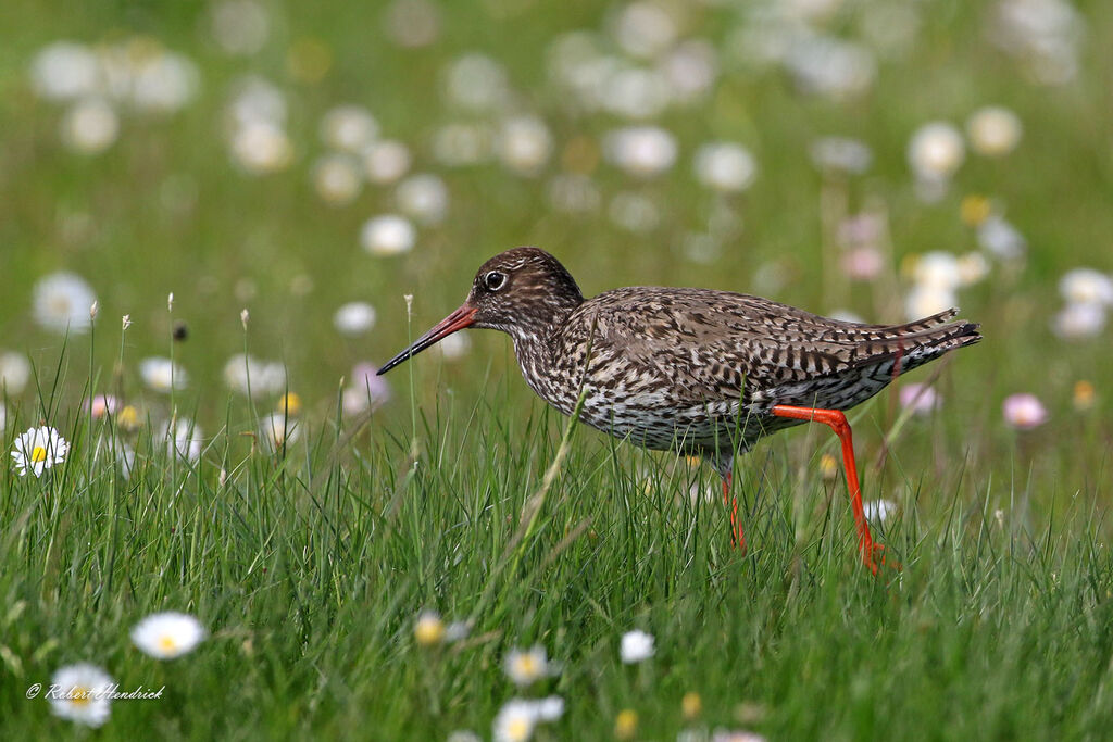 Common Redshank