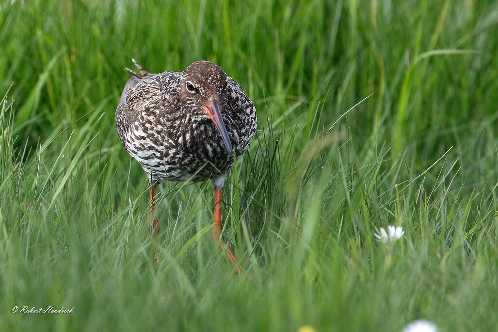 Common Redshank