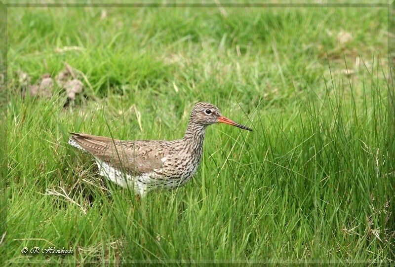 Common Redshank