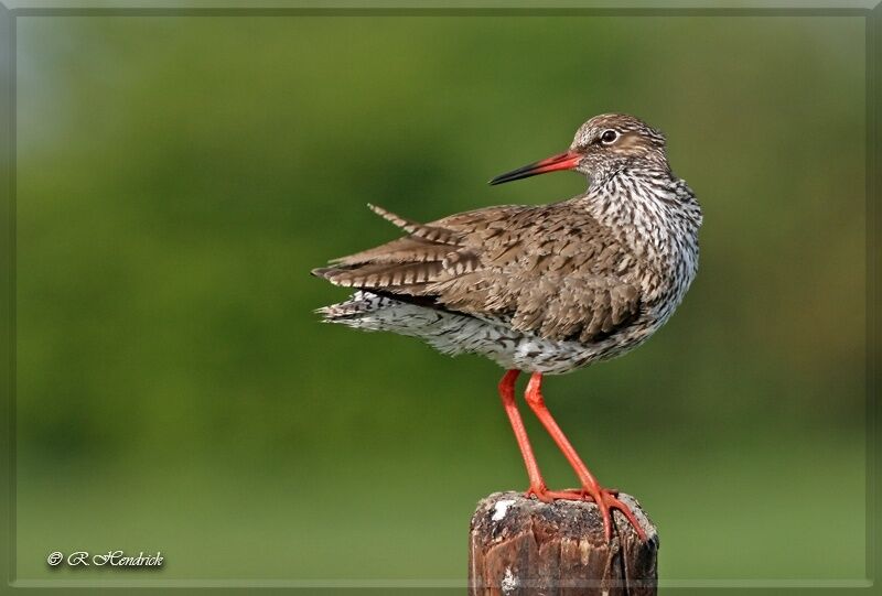 Common Redshank