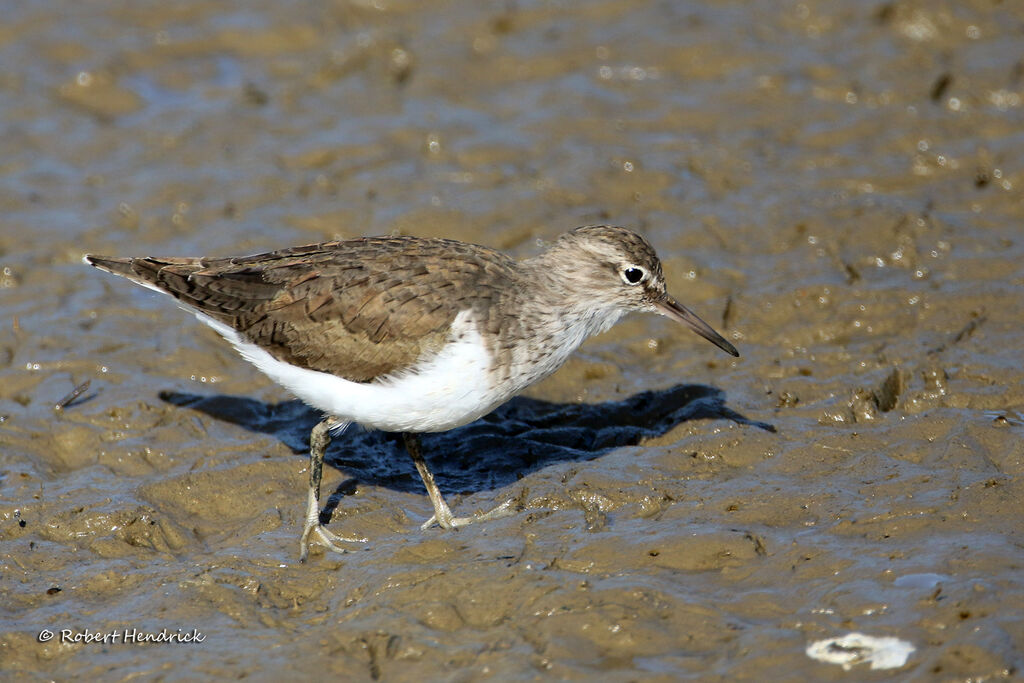 Common Sandpiper