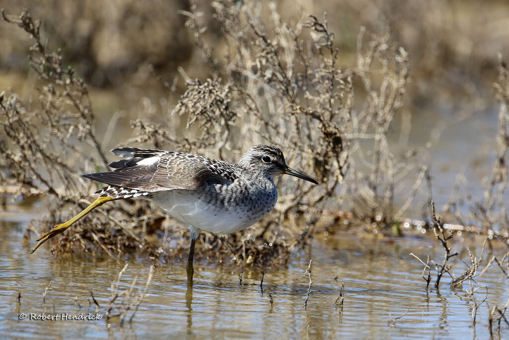 Wood Sandpiper
