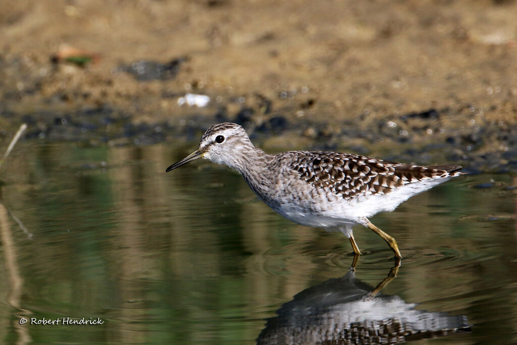 Wood Sandpiper