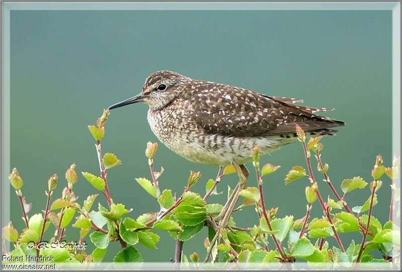 Wood Sandpiperadult breeding, identification