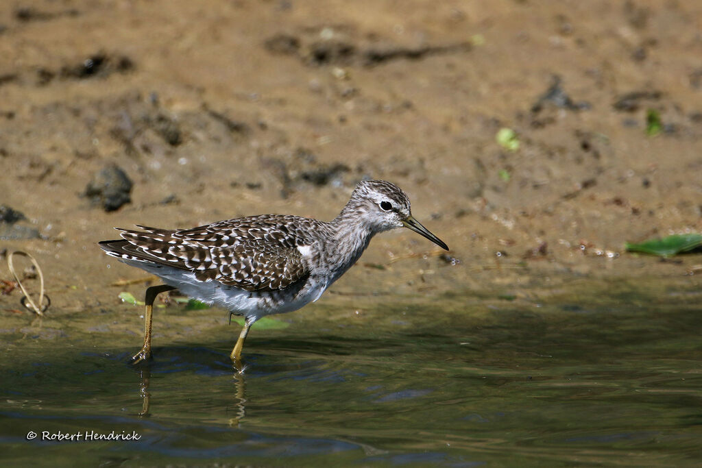 Wood Sandpiper