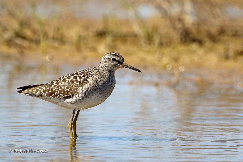 Wood Sandpiper