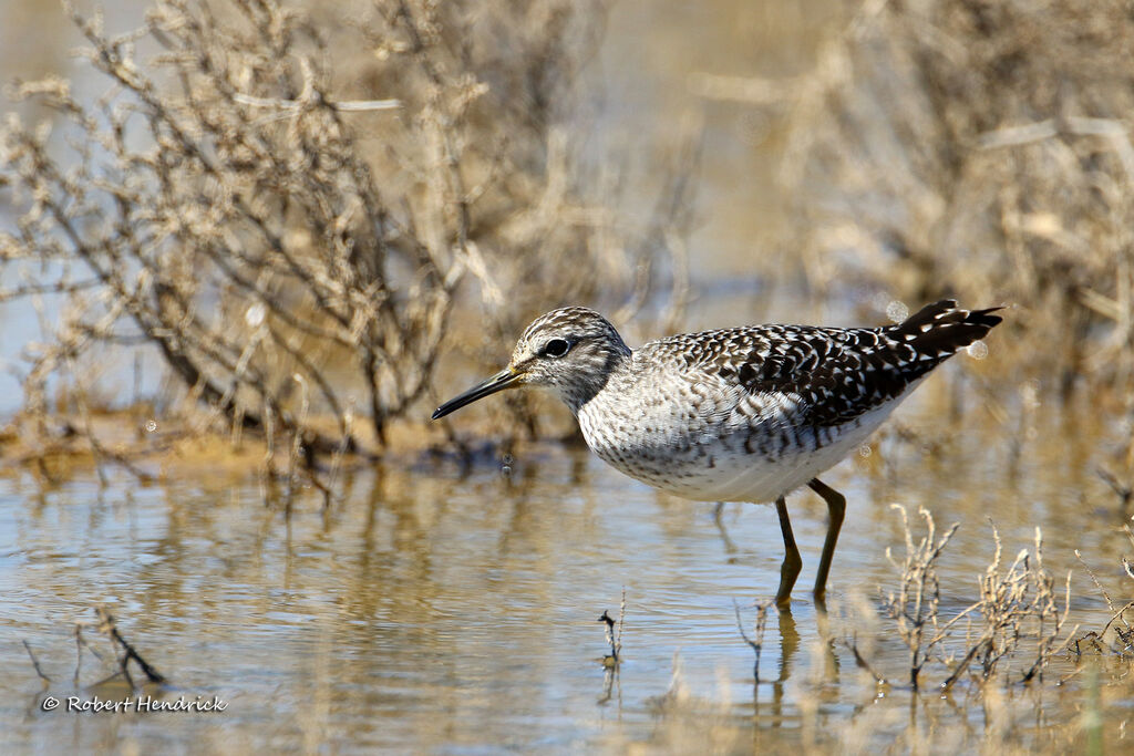 Wood Sandpiper