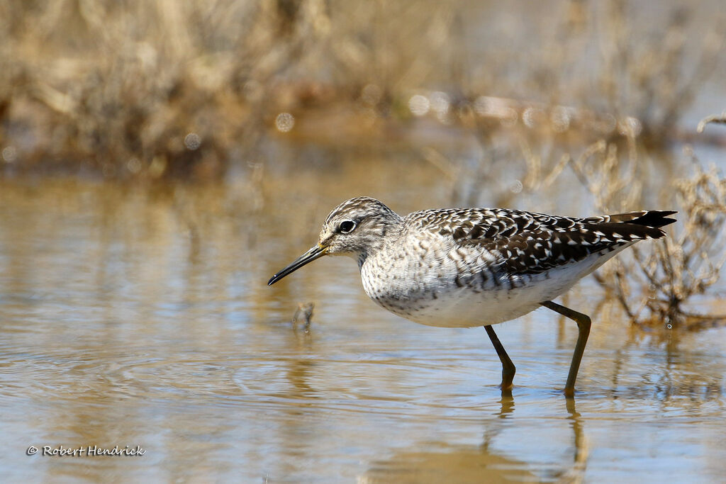 Wood Sandpiper