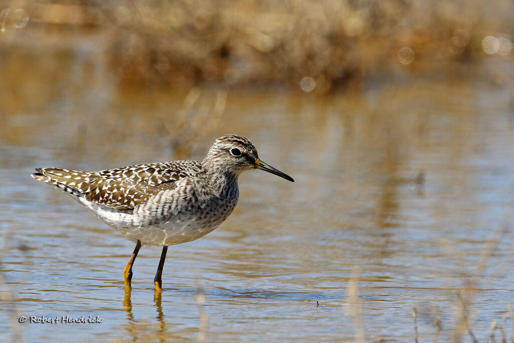 Wood Sandpiper