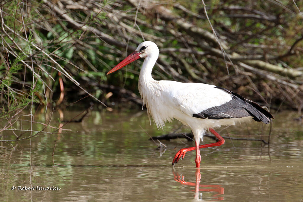 White Stork