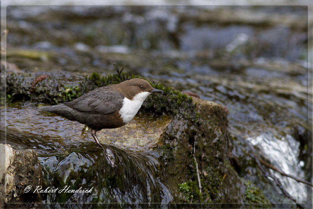 White-throated Dipper