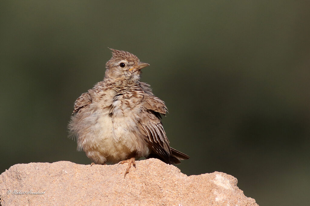 Cochevis huppé
