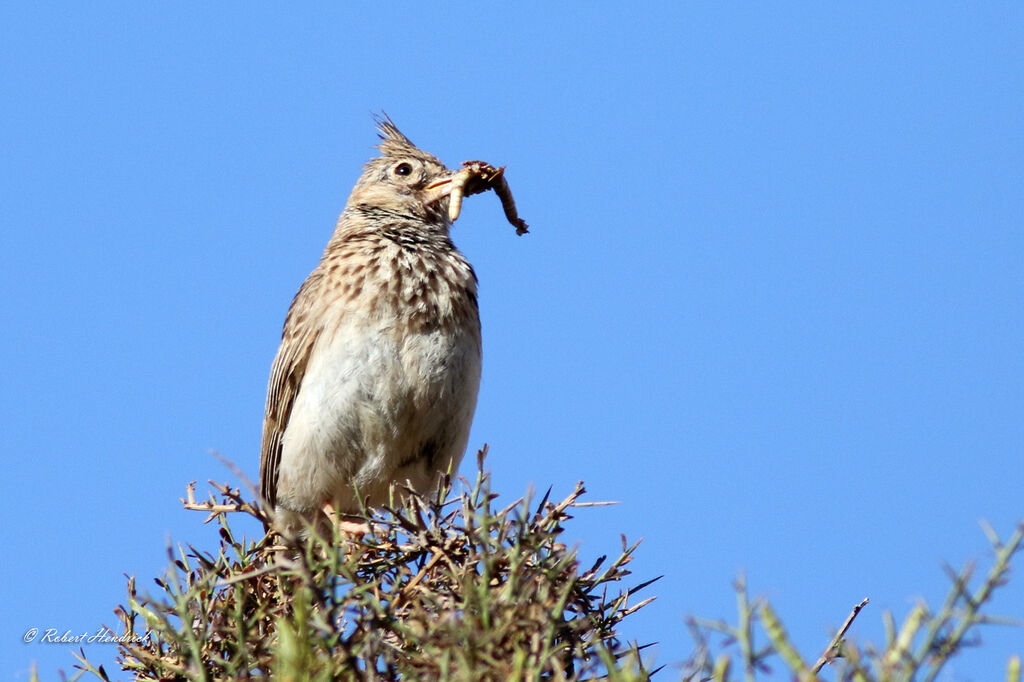 Cochevis huppé