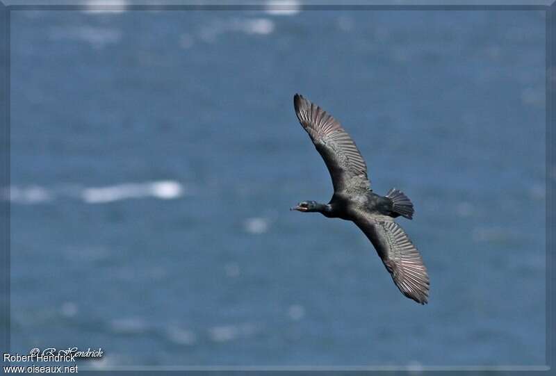 Cormoran huppéadulte, Vol