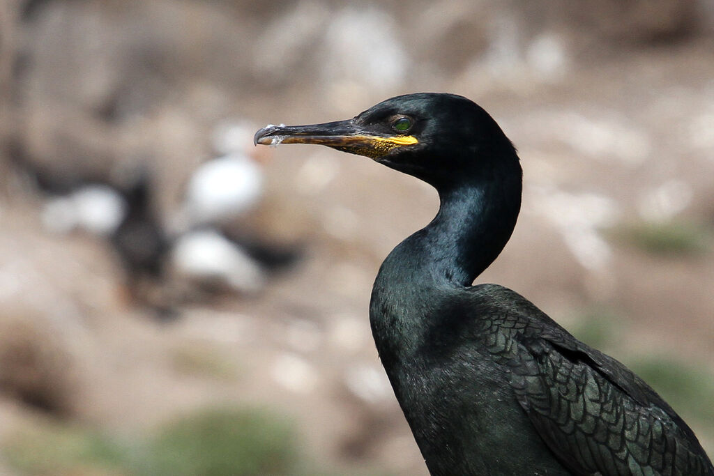 Cormoran huppé
