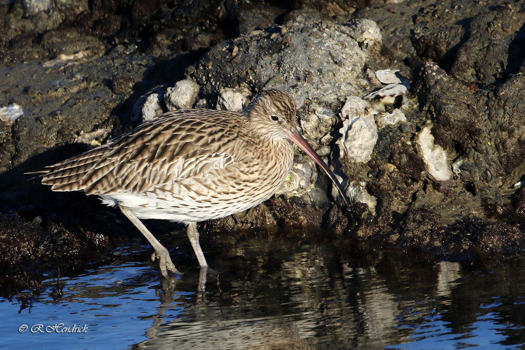 Eurasian Curlew