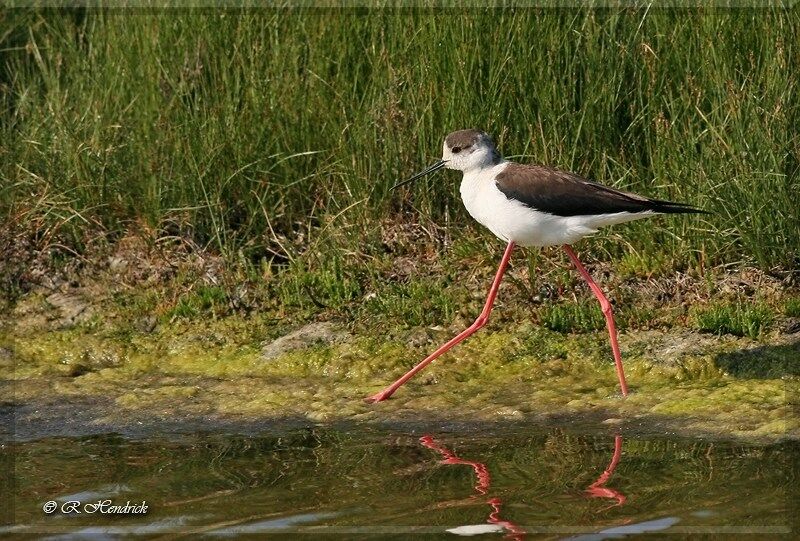 Black-winged Stilt