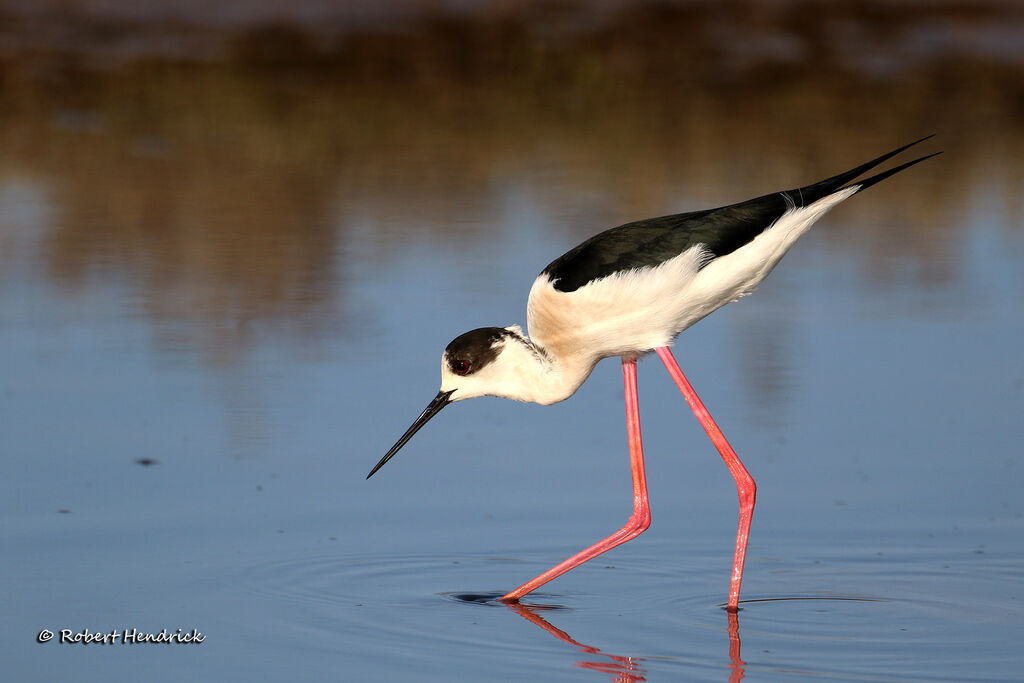 Black-winged Stilt