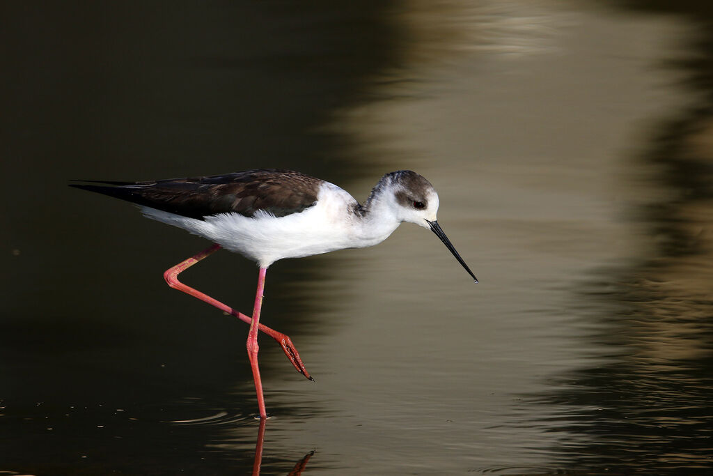 Black-winged Stilt