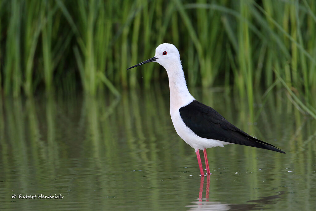 Black-winged Stilt