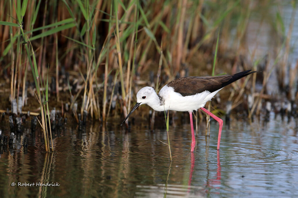 Black-winged Stilt
