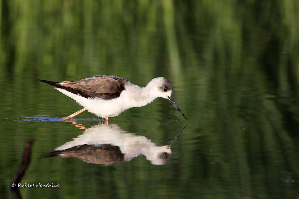 Black-winged Stilt