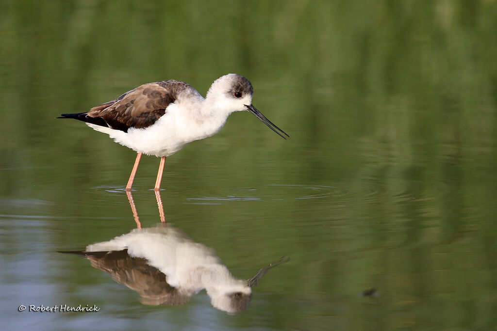 Black-winged Stilt