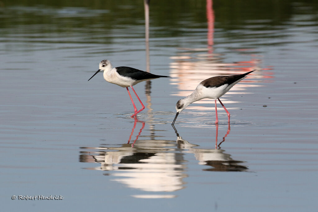 Black-winged Stilt