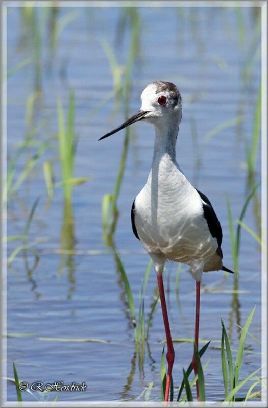 Black-winged Stilt