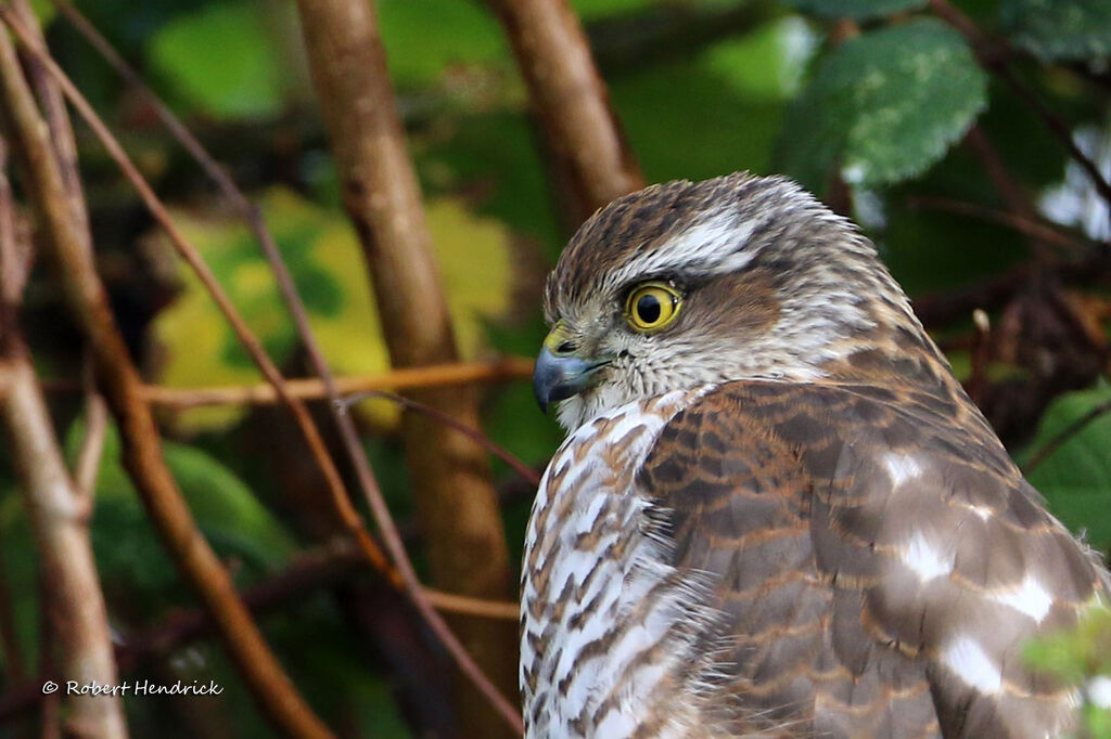 Eurasian Sparrowhawk