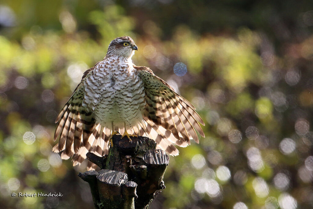 Eurasian Sparrowhawk