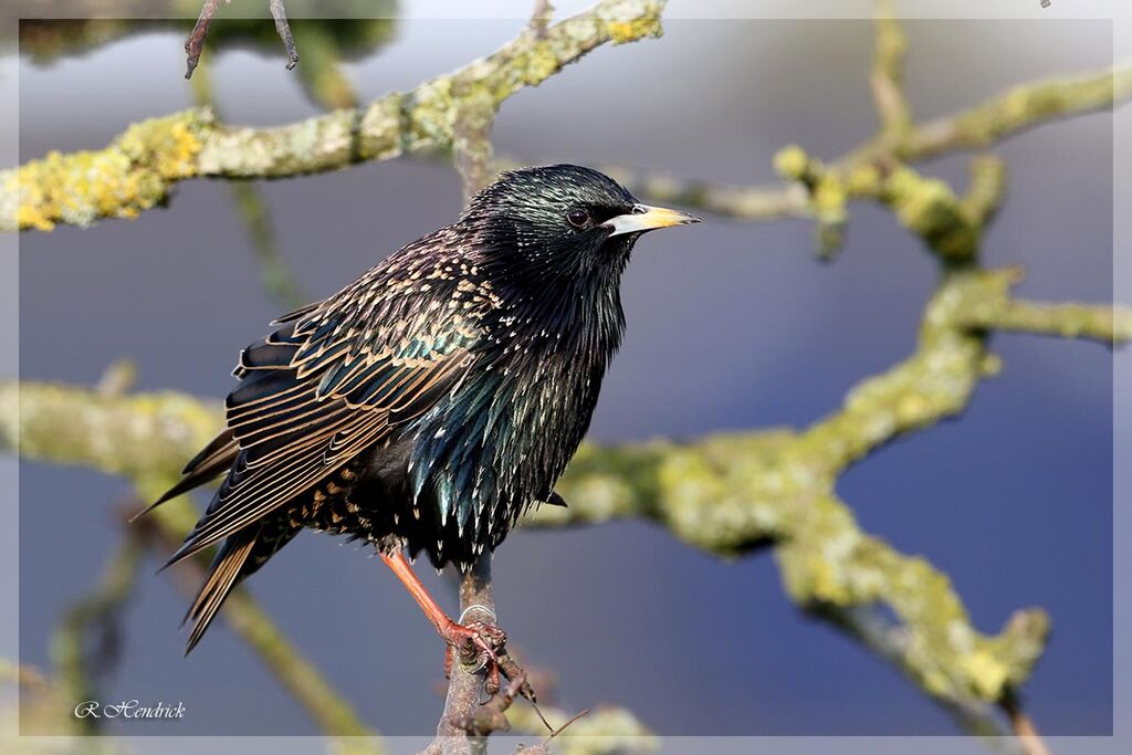 Common Starling