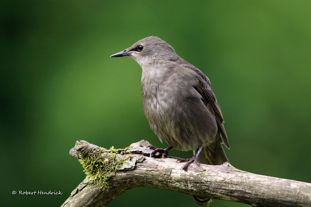 Common Starling