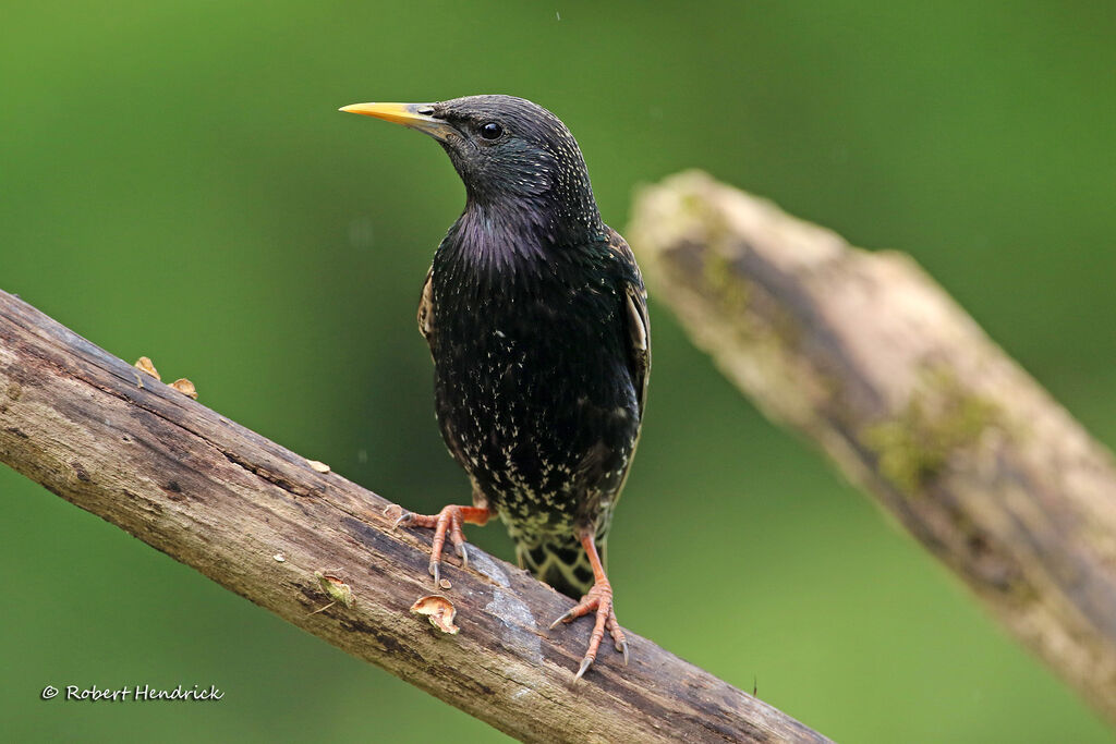 Common Starling