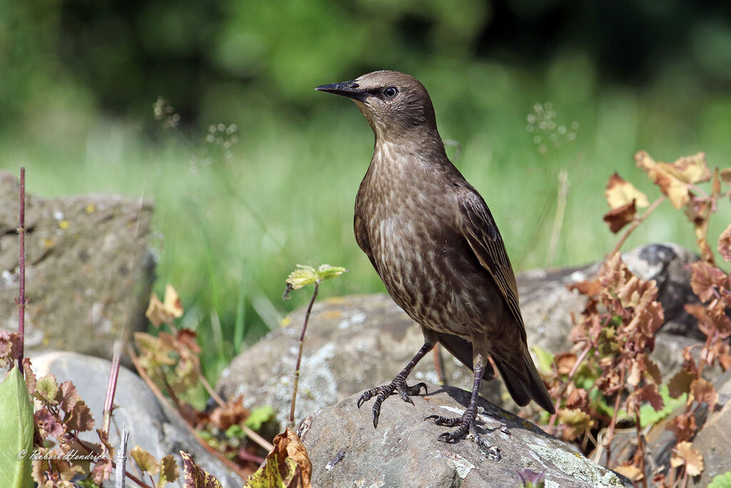Common Starling
