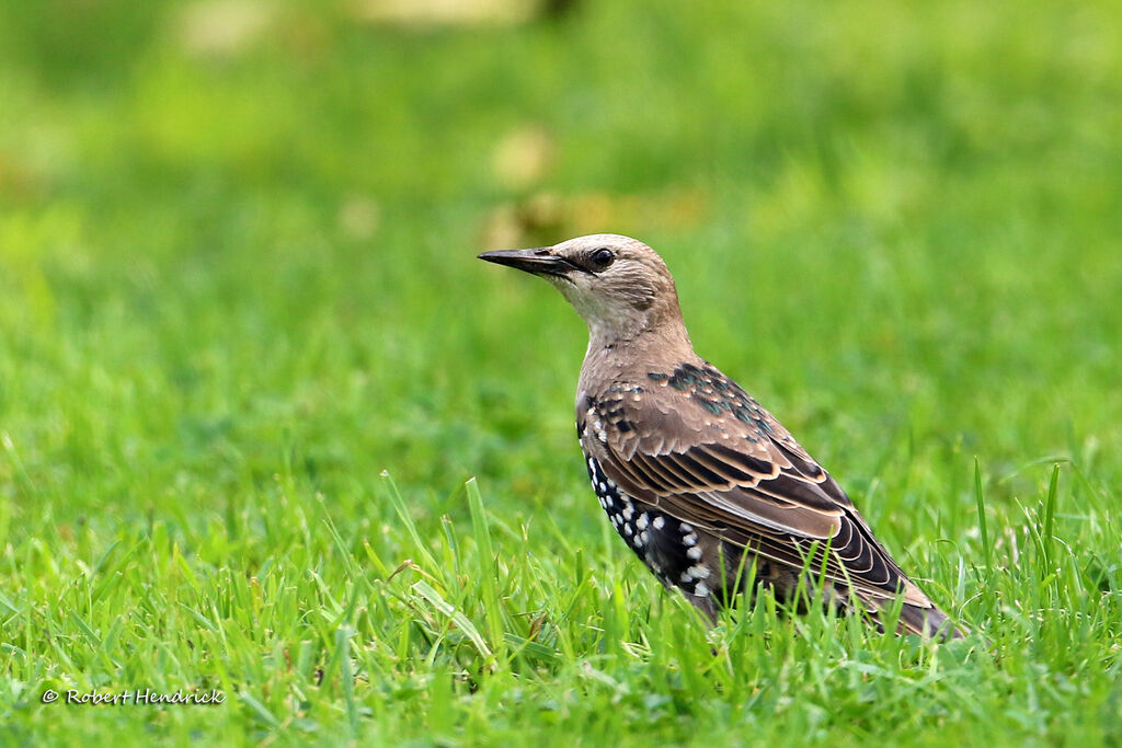 Common Starling