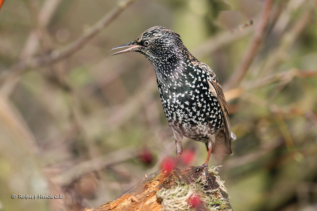 Common Starling