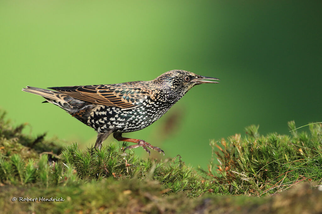 Common Starling