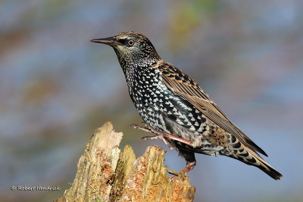 Common Starling