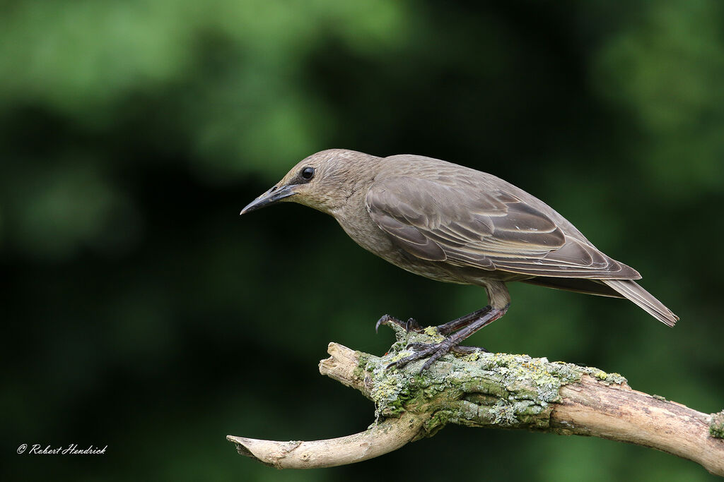 Common Starling
