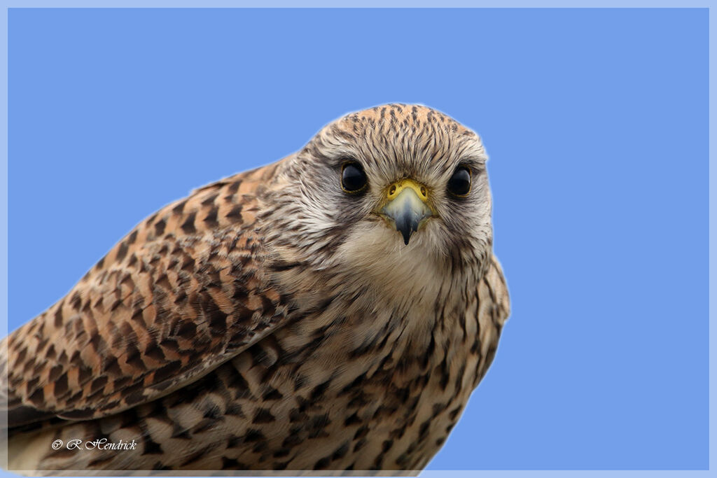 Common Kestrel