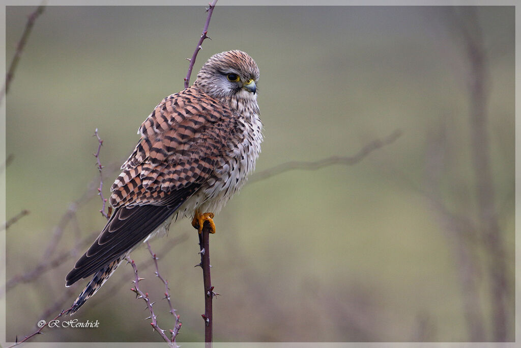 Common Kestrel